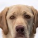Labrador Dudley: genetica e caratteristiche