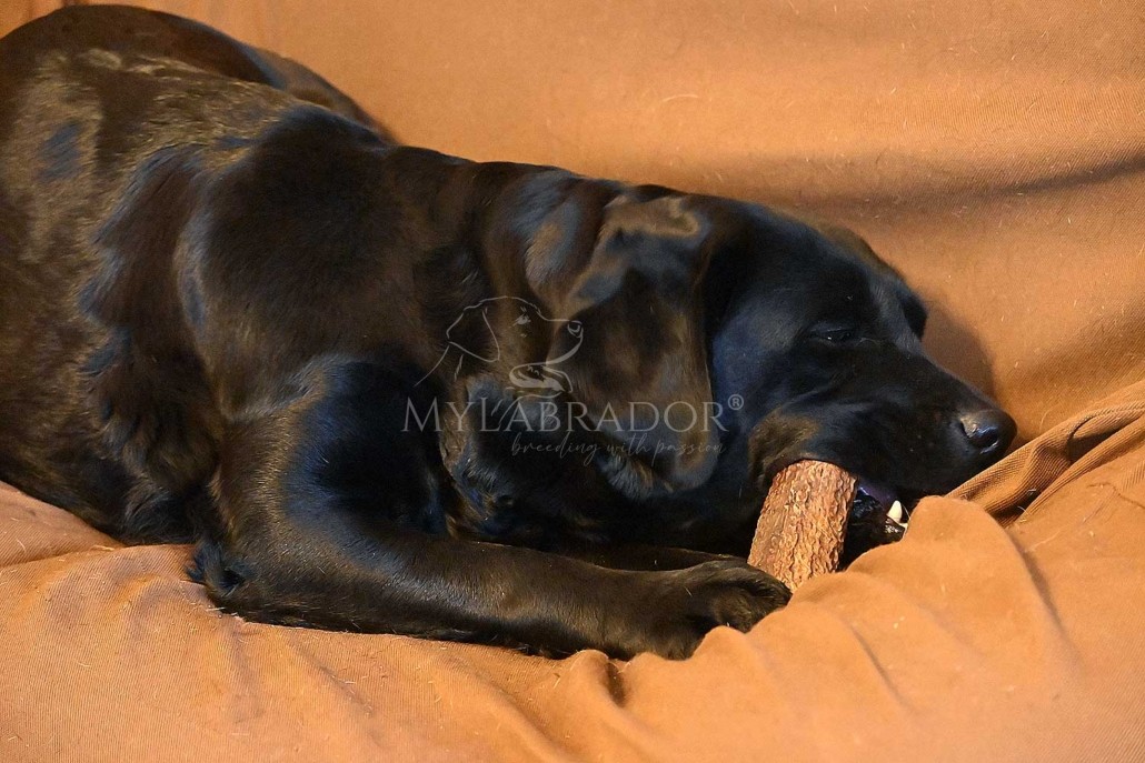 corno di cervo per cani: uno dei migliori masticativi naturali