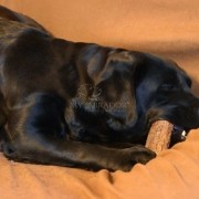 corno di cervo per cani: uno dei migliori masticativi naturali