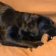corno di cervo per cani: uno dei migliori masticativi naturali