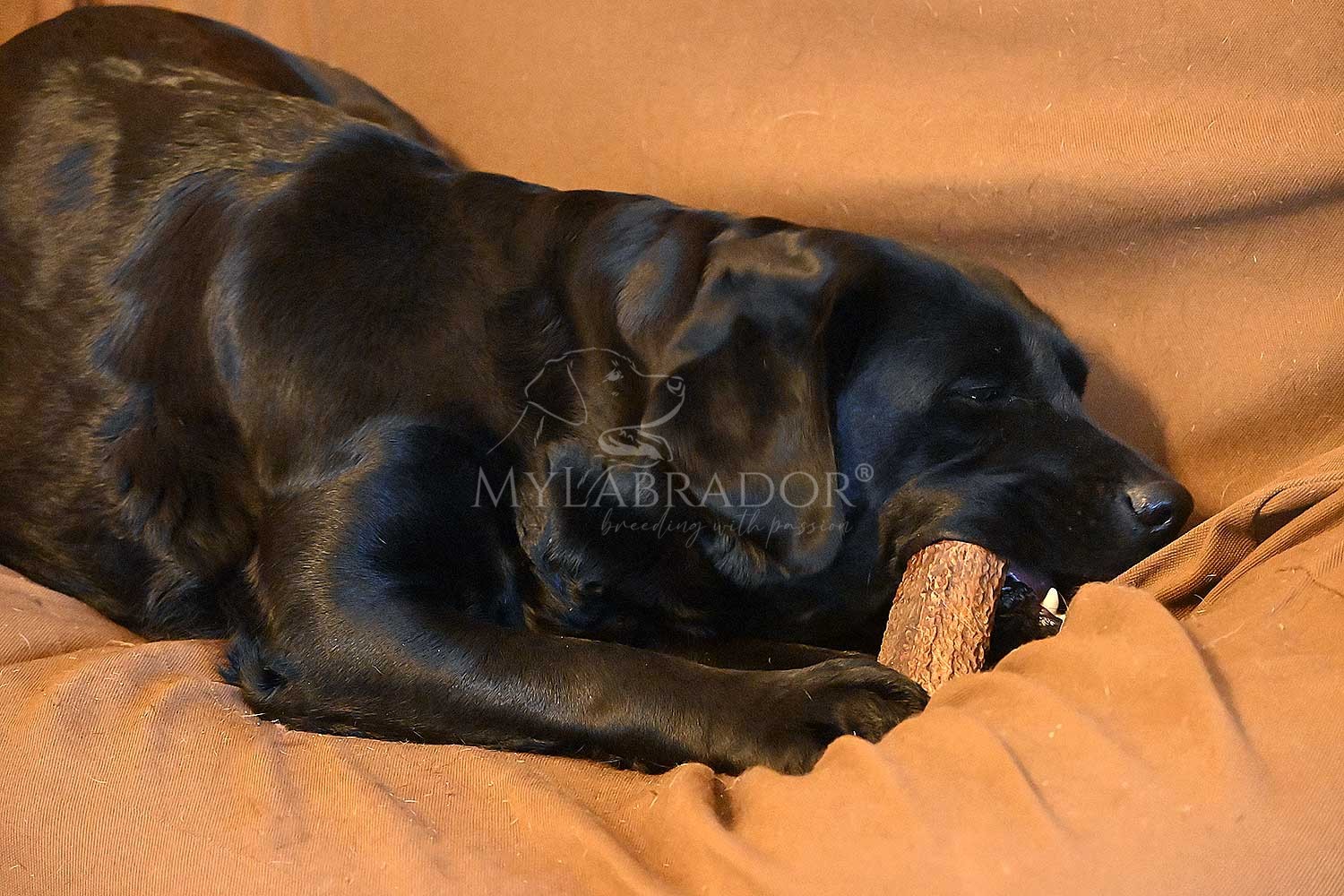 ChronoBalance® Corna di Cervo per Cani XXL | Giochi da masticare bocconcino  100% naturale + di lunga durata: dimezzato osso da masticarem legno
