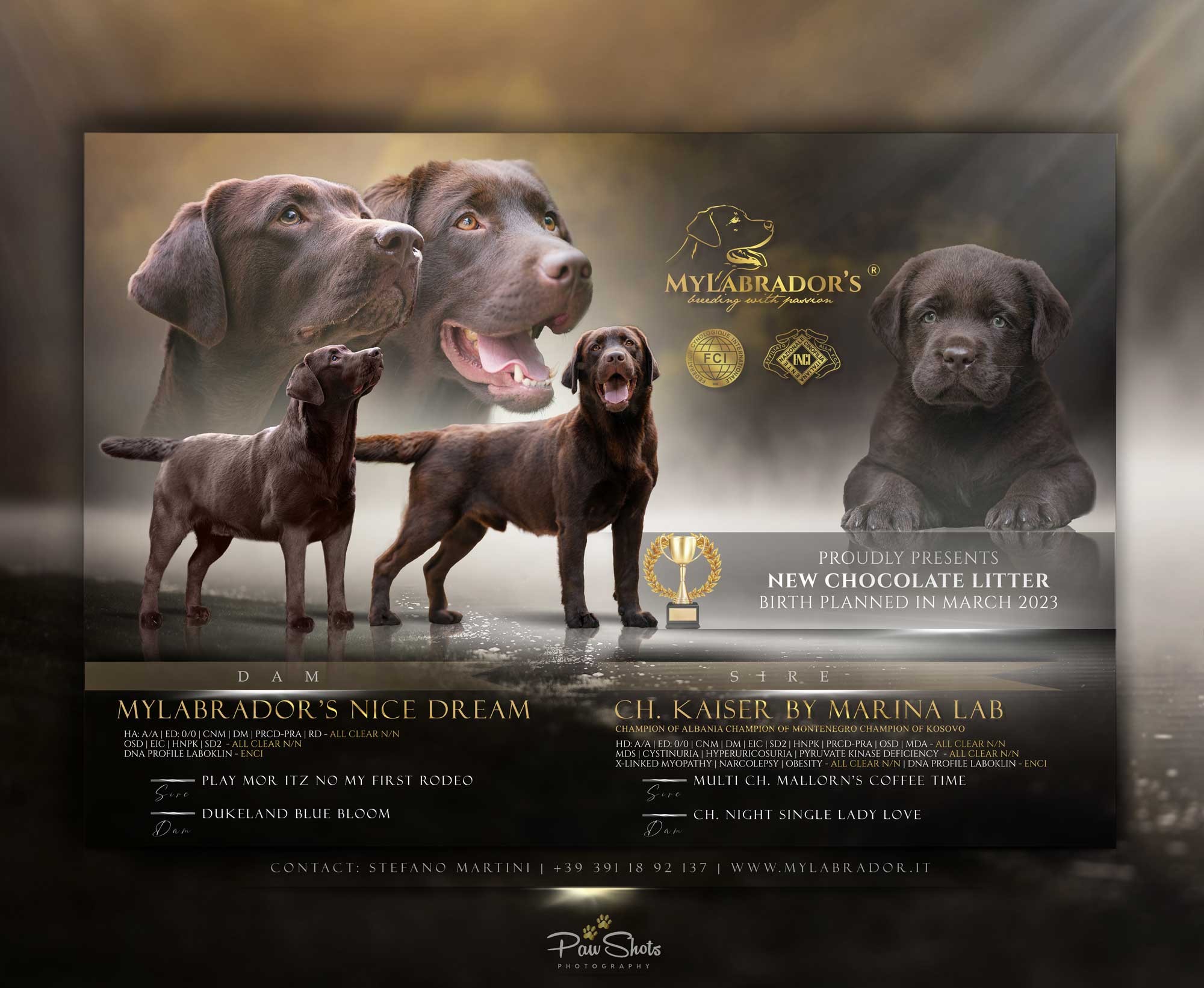Cucciolata Chocolate MyLabrador "Kaiser x Bloom"