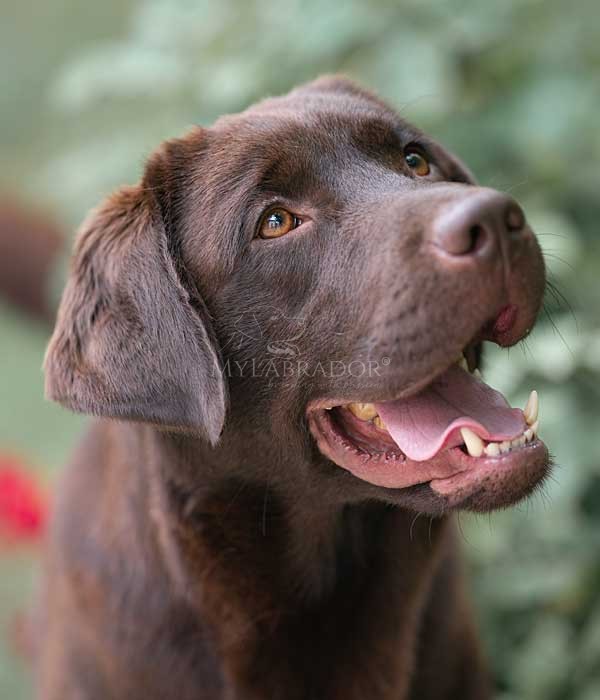 Kaiser by Marina Lab