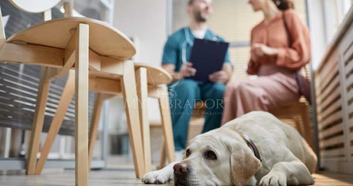 Mielopatia degenerativa nel Labrador Retriever