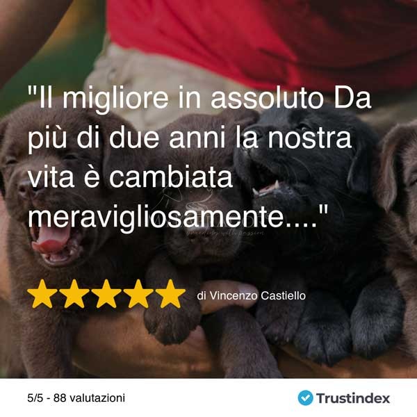 Recensioni Allevamento MyLabrador