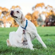 Antiparassitari naturali nel cane: come proteggere dai parassiti