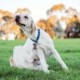 Antiparassitari naturali nel cane: come proteggere dai parassiti