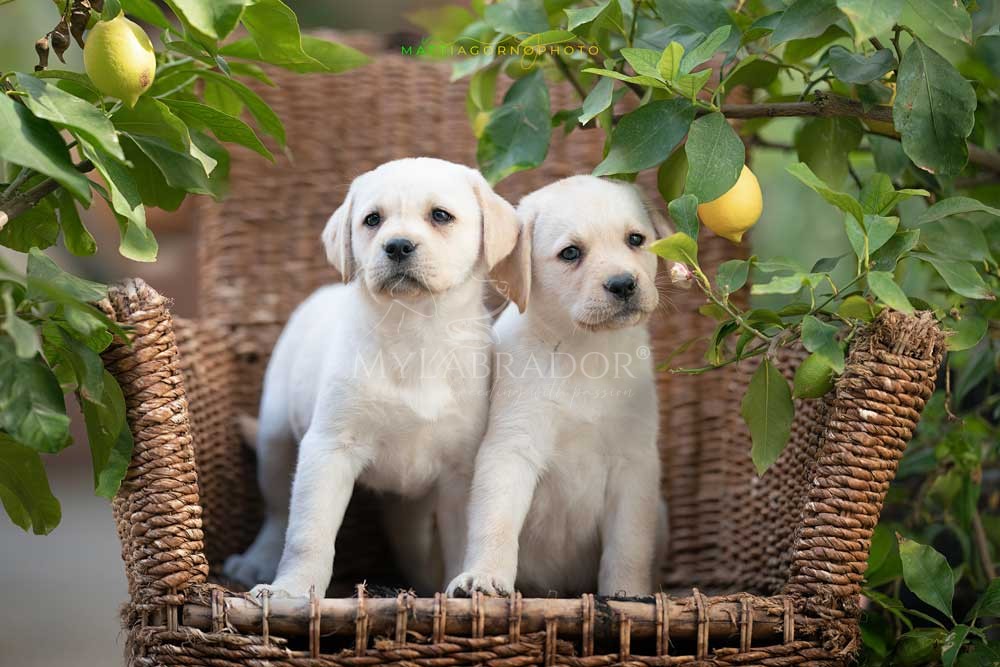 Cuccioli MyLabrador gialli (miele)