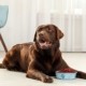 ExcellentDog Pferd (salsiccia carne di cavallo)