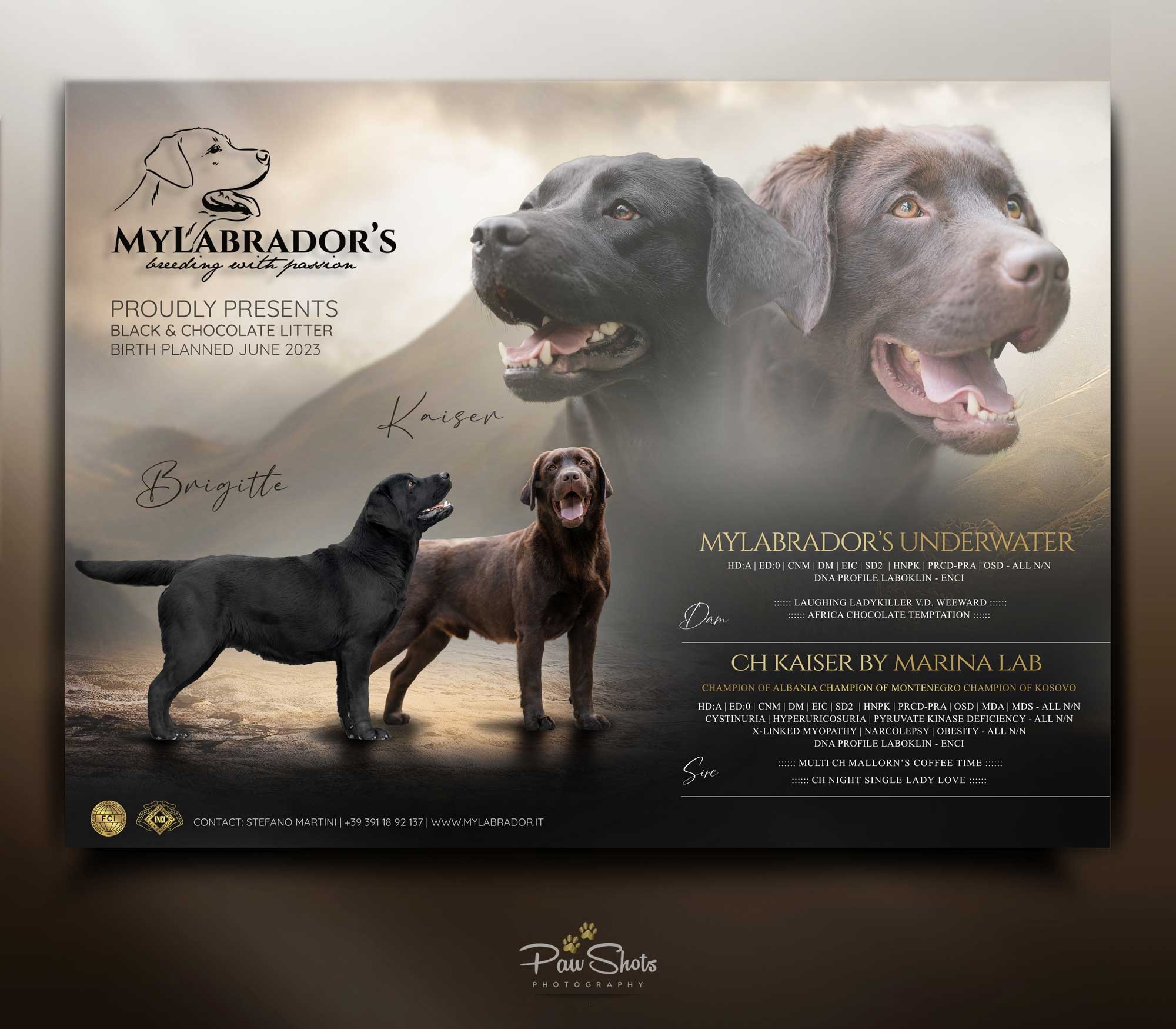 Cucciolata MyLabrador Black & Chocolate "Kaiser x Brigitte"