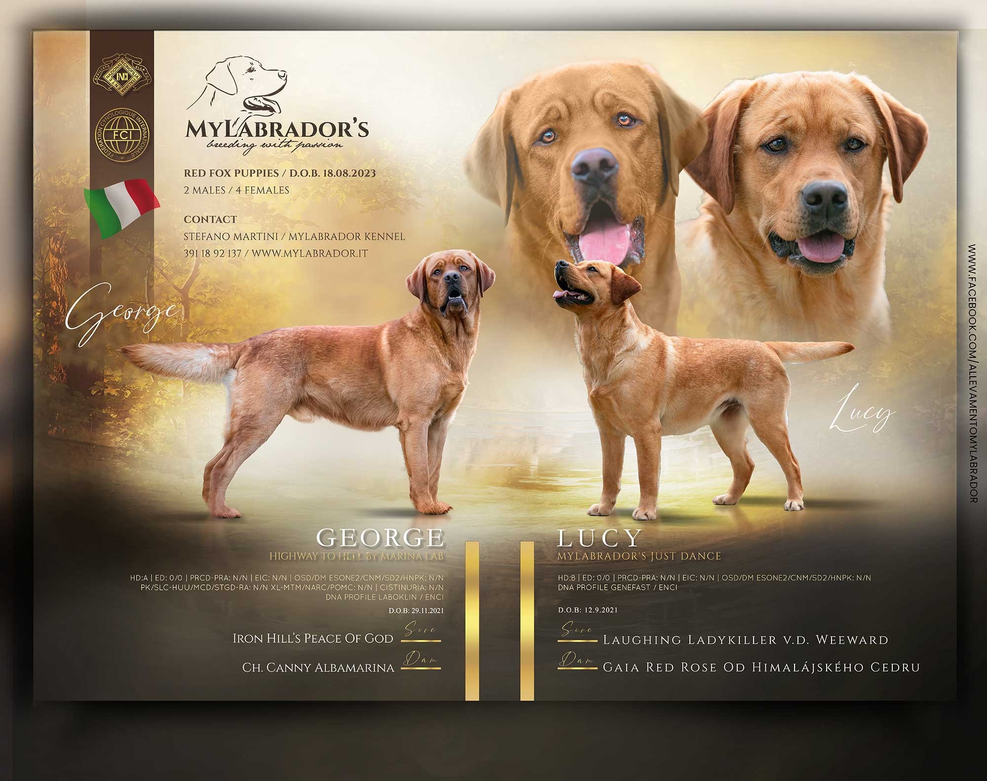 Cucciolata Redfox MyLabrador "George x Lucy"