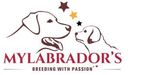 Allevamento MyLabrador