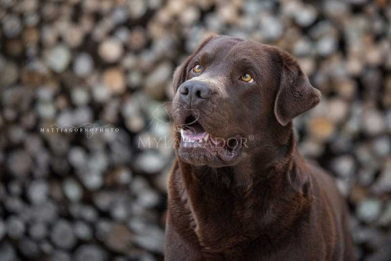 Labrador Marrone (Chocolate)
