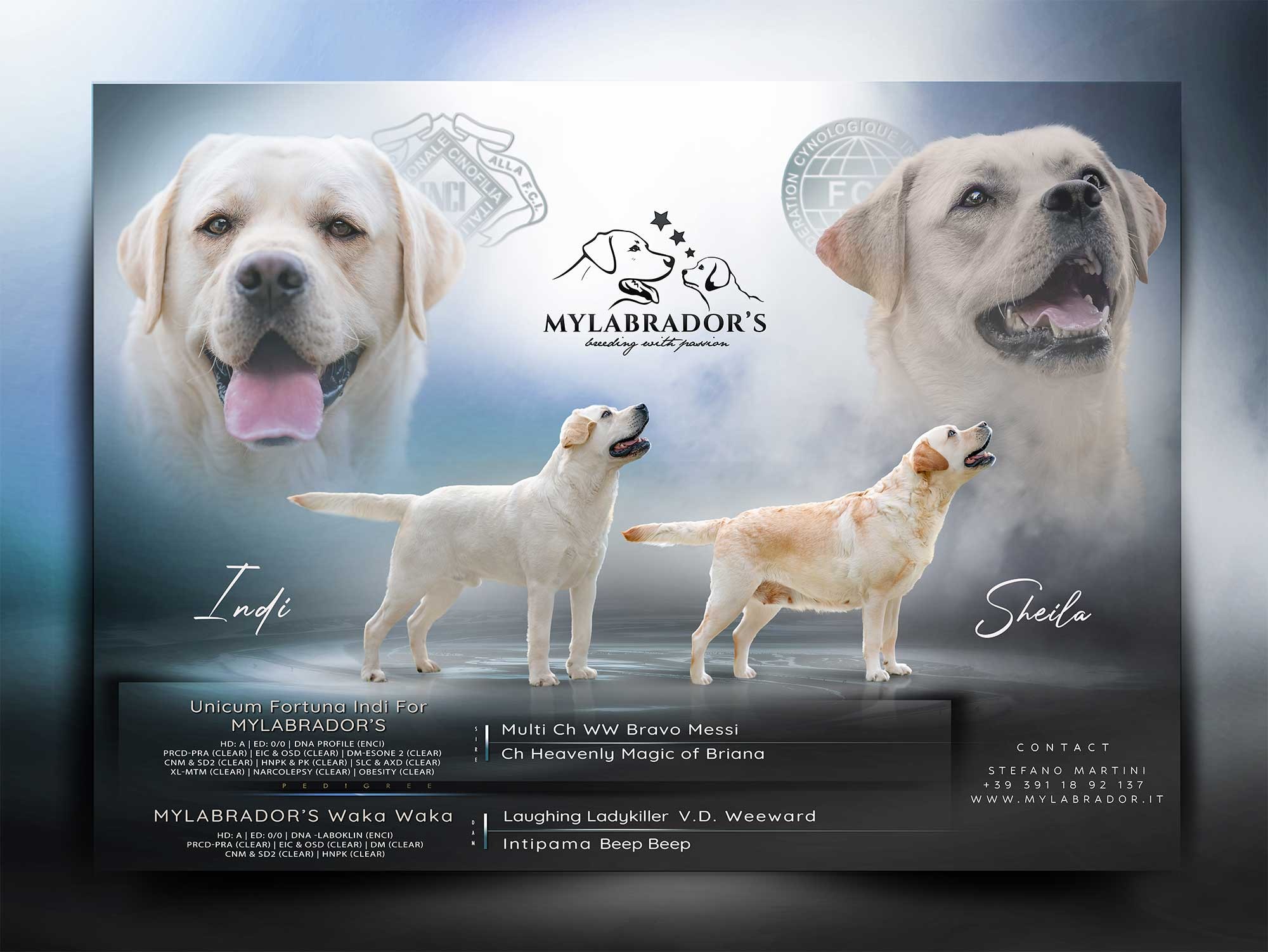 Cucciolata MyLabrador Gialla (Indi x Sheila)