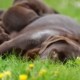 Ereditarietà mitocondriale e malattie canine: DNA mitocondriale e aplotipi
