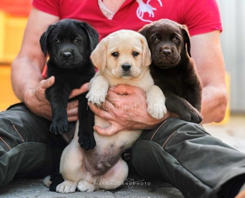 Allevamento Cuccioli Labrador Svizzera