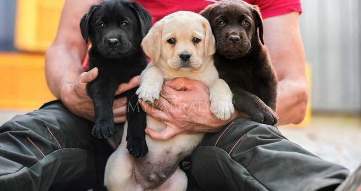 Allevamento Cuccioli Labrador Svizzera