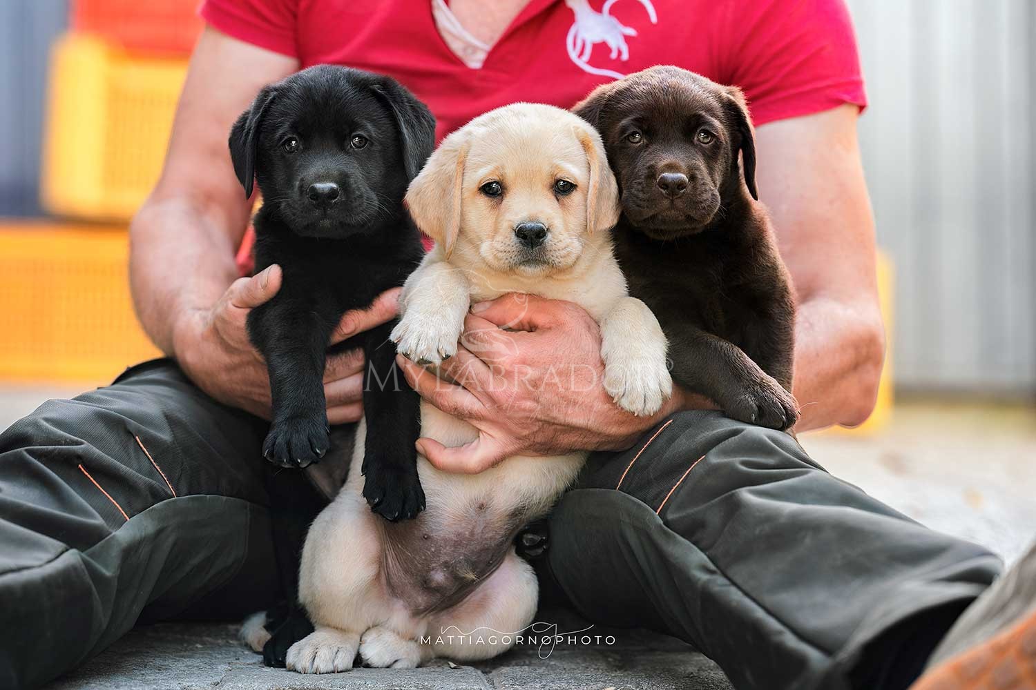 Cuccioli Labrador Svizzera - Allevamento MyLabrador