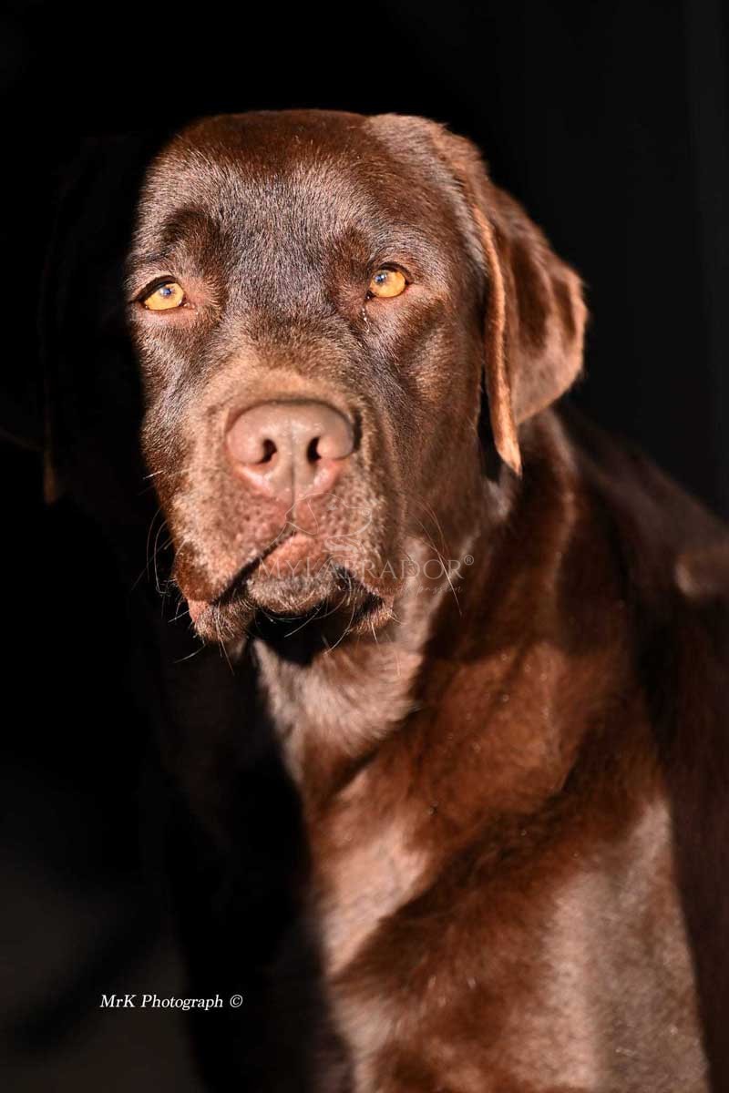 MyLabrador’s Is This Love