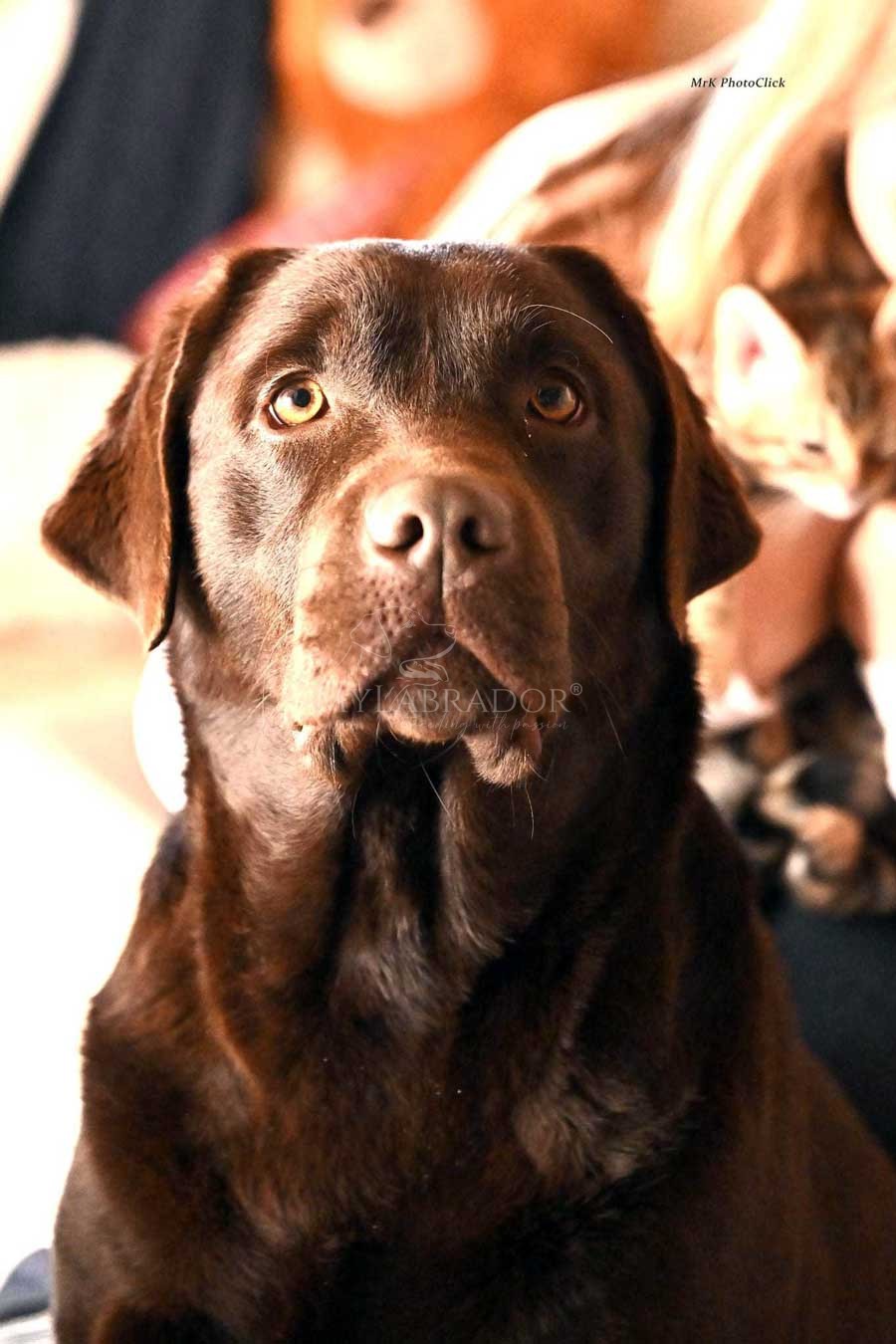 Gaia Red Rose Od Himalájského Cedru