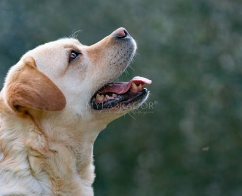 MyLabrador’s Waka Waka