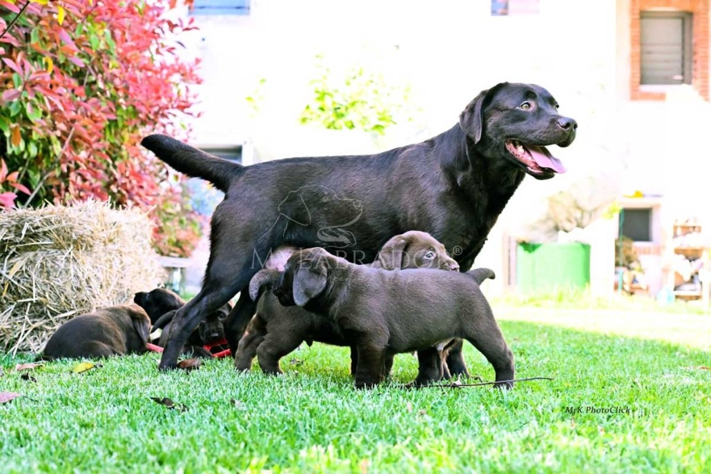 Perché non cediamo cuccioli prima dei 3 mesi