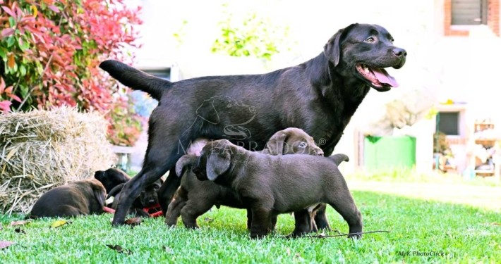Perché non cediamo cuccioli prima dei 3 mesi