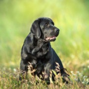 pericolo dei forasacchi nei cani: come proteggere il tuo compagno