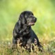 pericolo dei forasacchi nei cani: come proteggere il tuo compagno