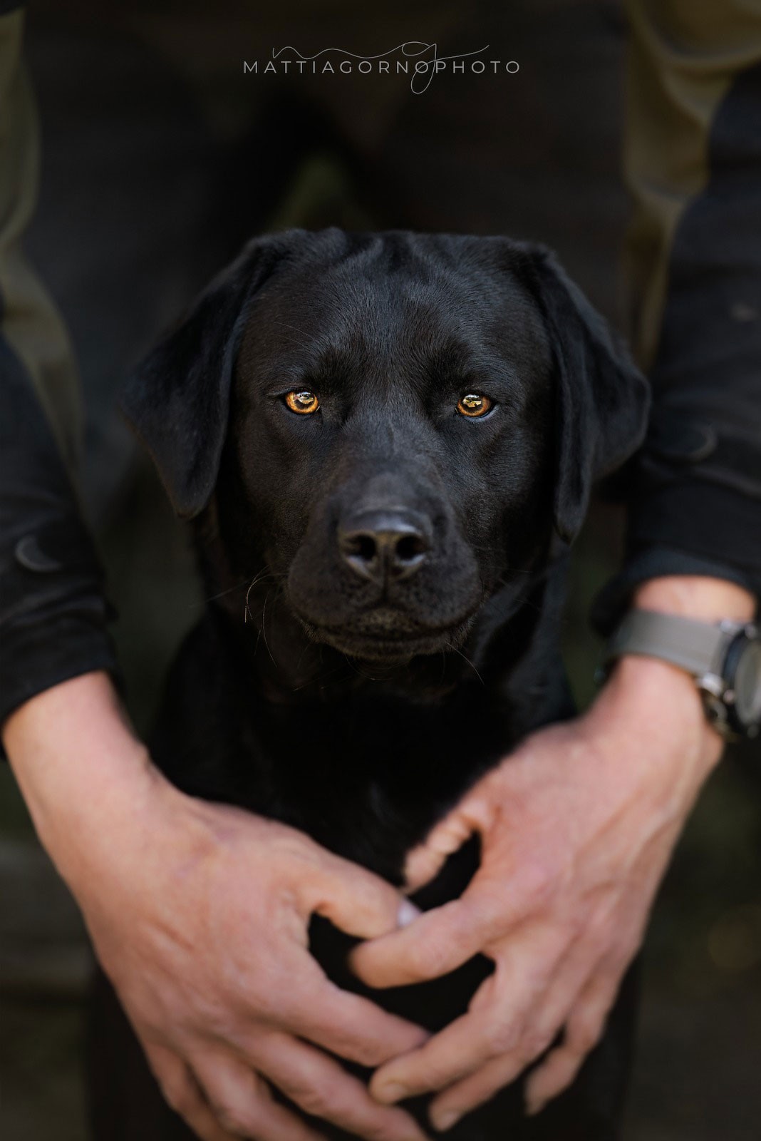 MyLabrador’s Ladies Night
