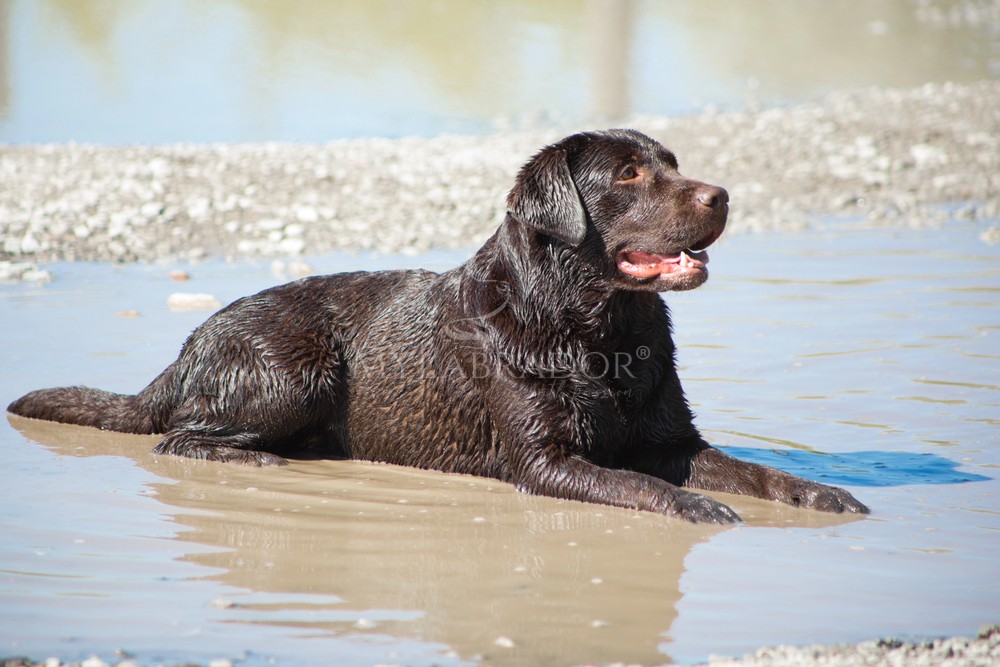Labrador marrone (chocolate) adulto