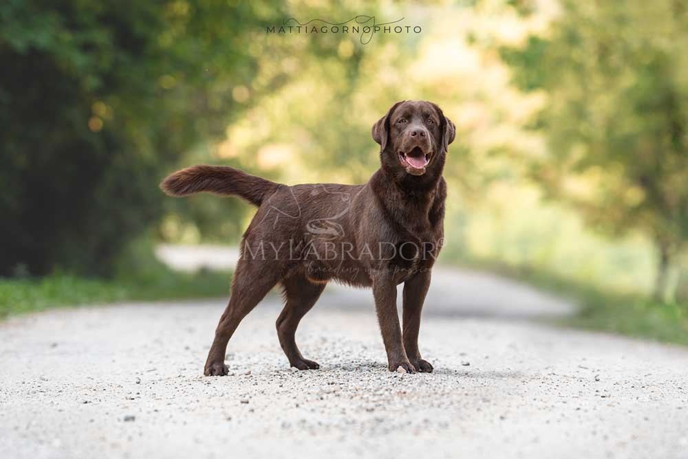 Labrador marrone (chocolate) adulto