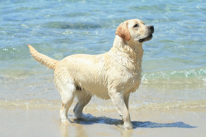 Kyra MyLabrador