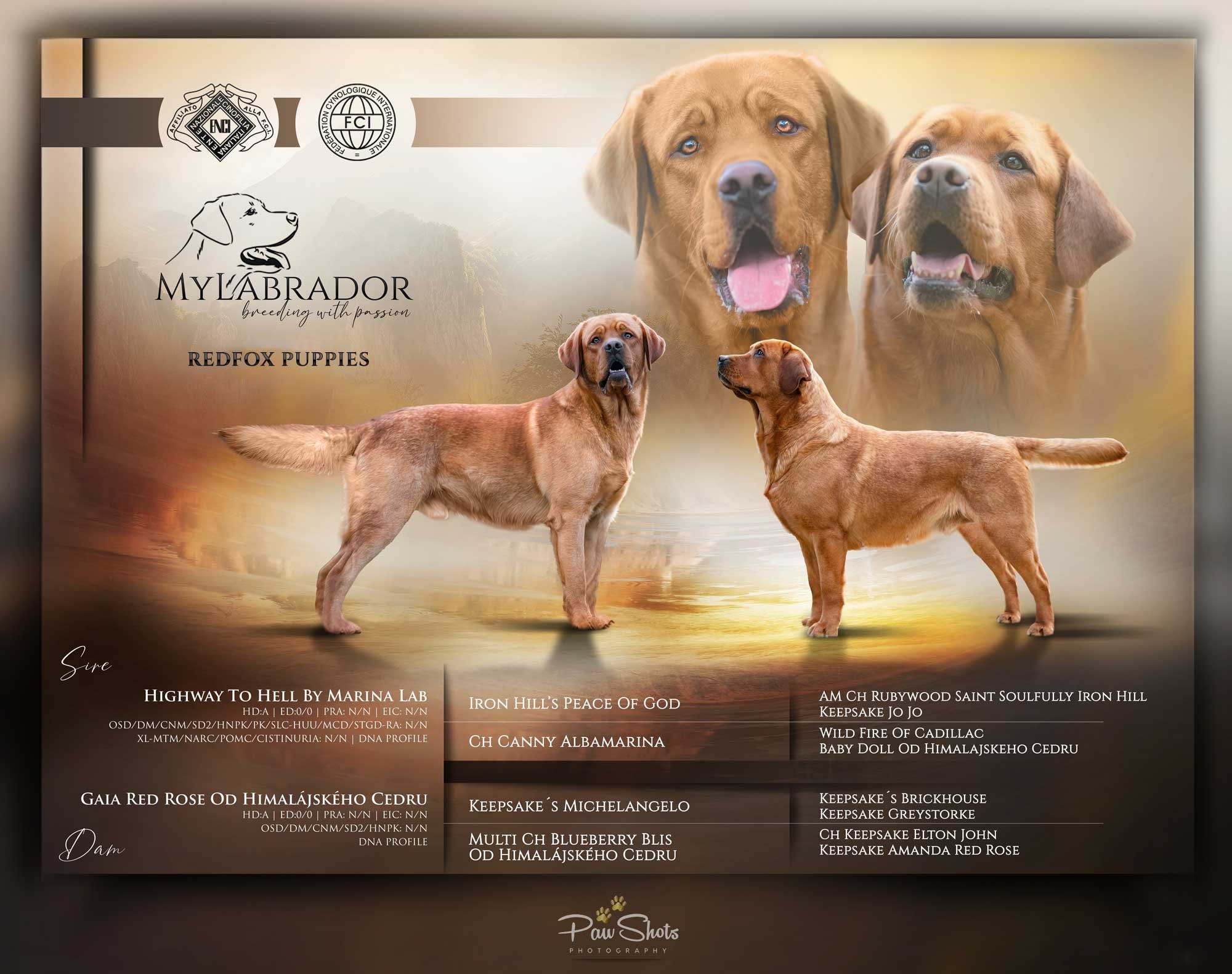 Cucciolata MyLabrador Redfox "George x Rose"