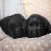 Far nascere cuccioli senza preparazione: non farlo!