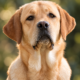 MyLabrador’s It’s My Life