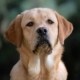 MyLabrador's It's My Life ettore0