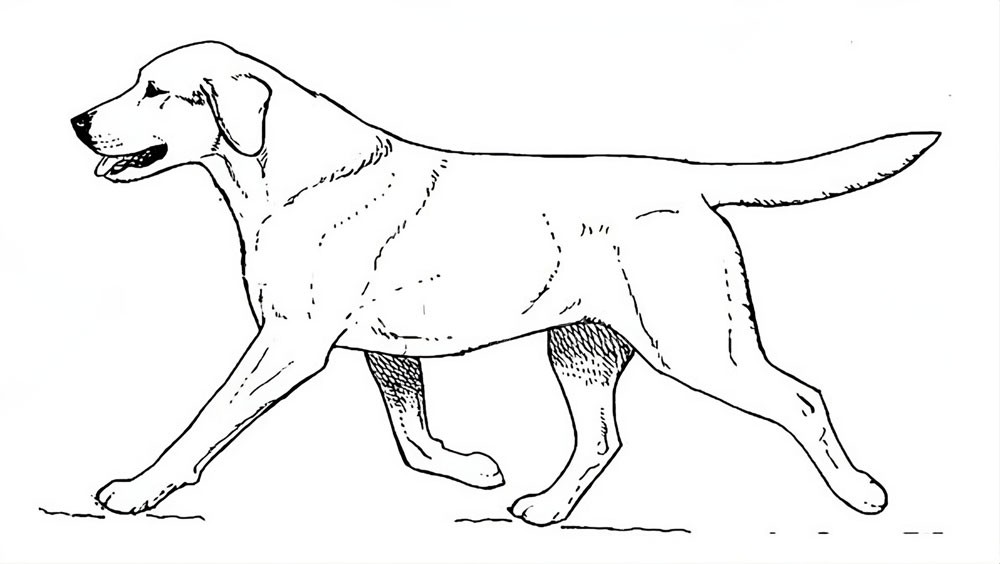 garrese posteriore labrador