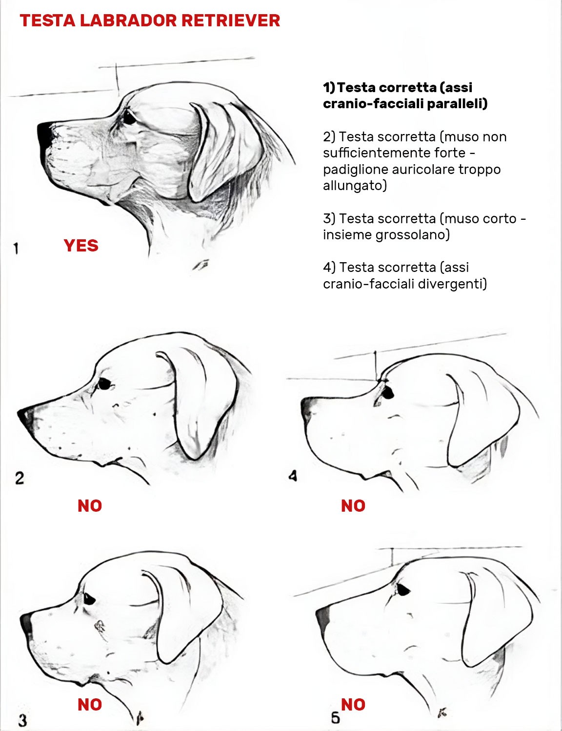 standard testa labrador