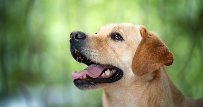 testa labrador