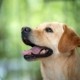 testa labrador