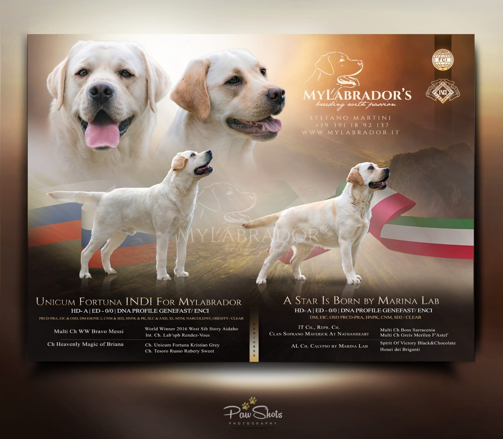 Cucciolata MyLabrador Gialla ( R ) Unicum Fortuna Indi for MyLabrador x A Star Is Born by Marina Lab