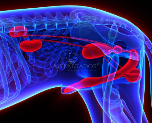 mangimi renal calcoli struvite cane