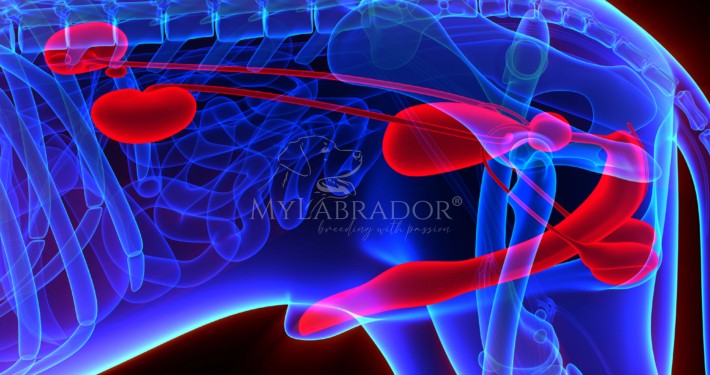mangimi renal calcoli struvite cane