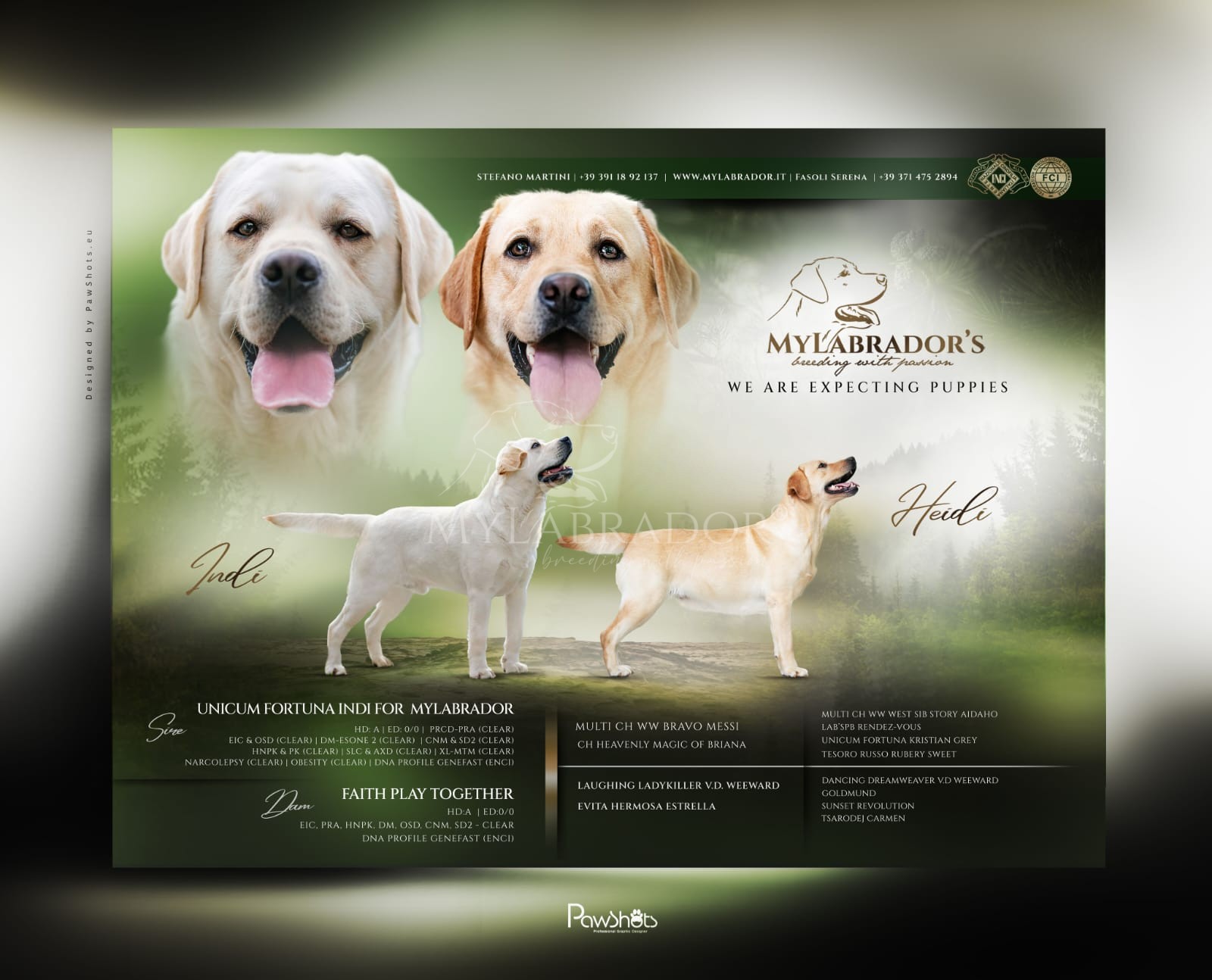 Cucciolata MyLabrador Gialla ( R ) Unicum Fortuna Indi for MyLabrador x A Star Is Born by Marina Lab