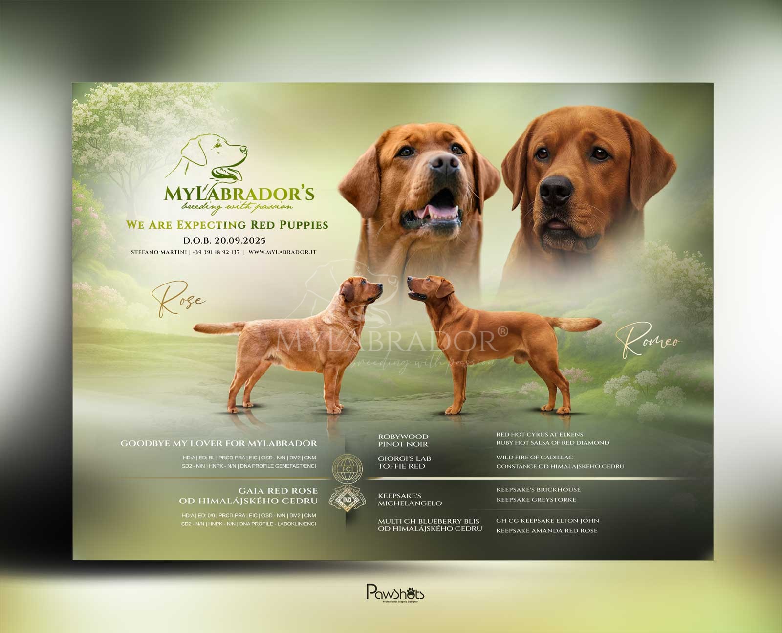 Cucciolata MyLabrador Redfox "Romeo x Rose"