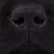 Lo sapevi che il cane ha un filtro nasale? Il segreto del suo fiuto straordinario