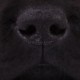 Lo sapevi che il cane ha un filtro nasale? Il segreto del suo fiuto straordinario