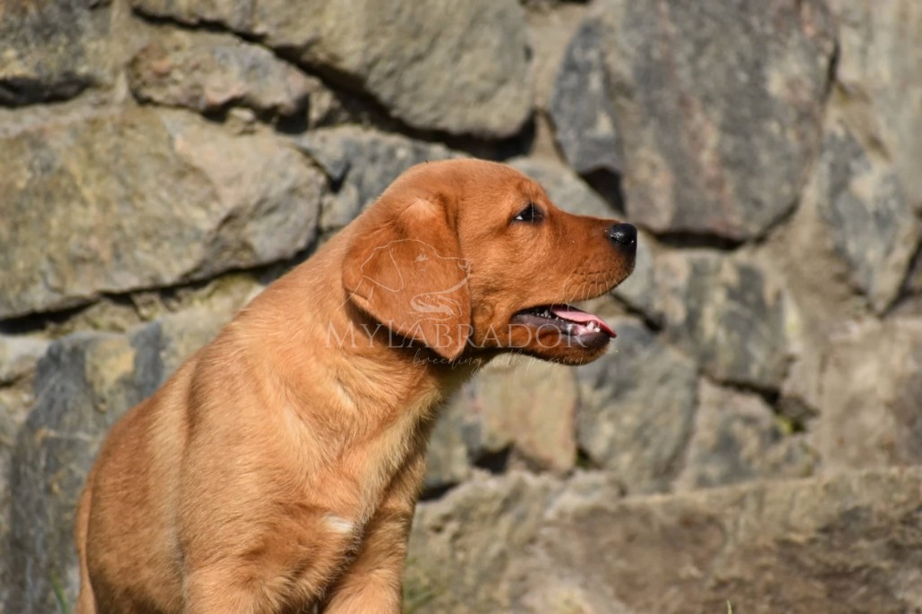labrador foxred 1