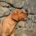 labrador foxred 1